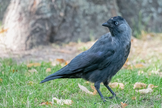 Jackdaw