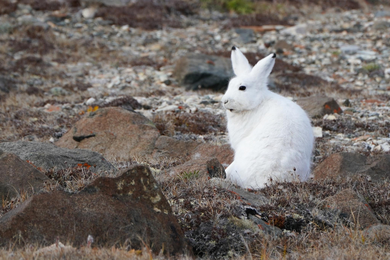 Arctic Hare