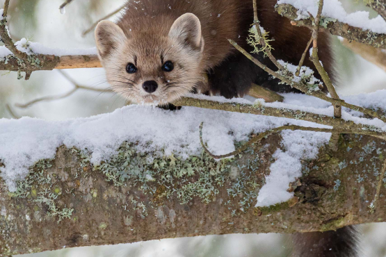 Pine Marten