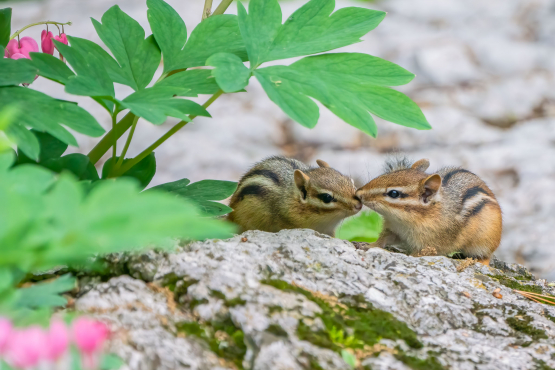 Eastern Chipmunk