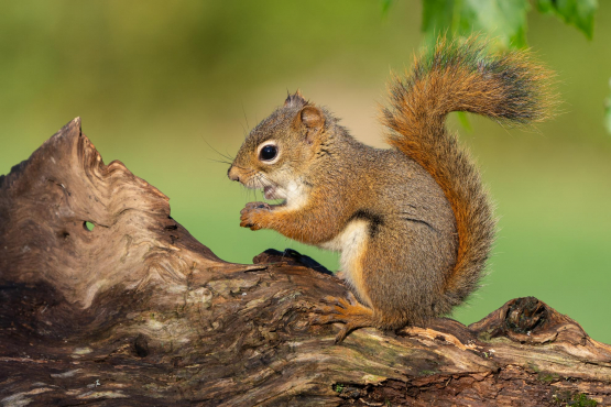 Red Squirrel