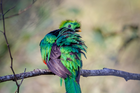 Resplendent Quetzal