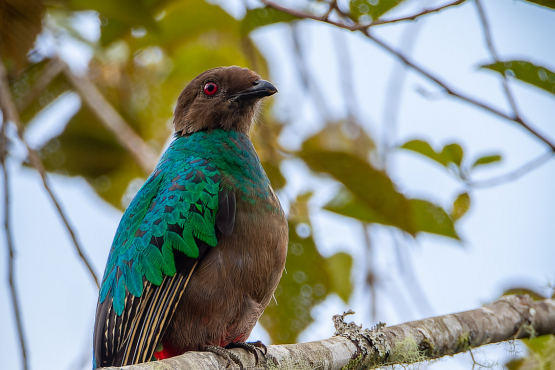 Golden-headed Quetzal