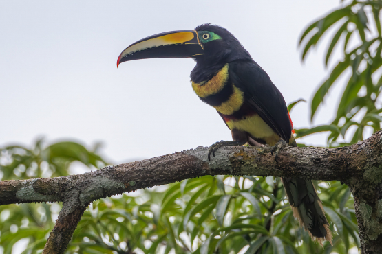 Many-banded Aracari