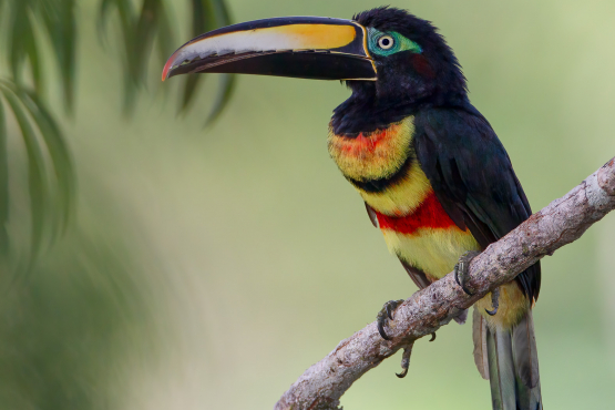 Many-banded Araçari