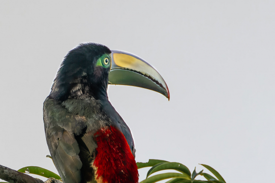 Many-banded Aracari