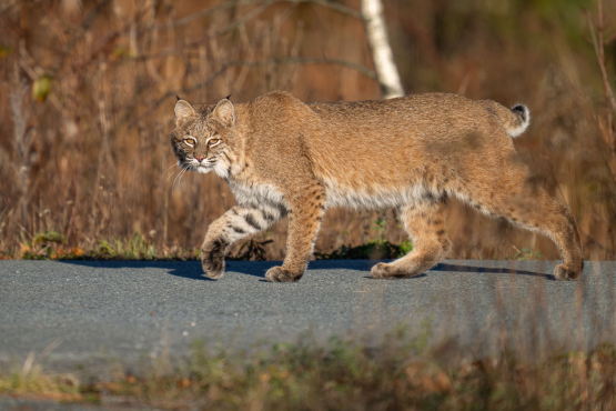 Bobcat