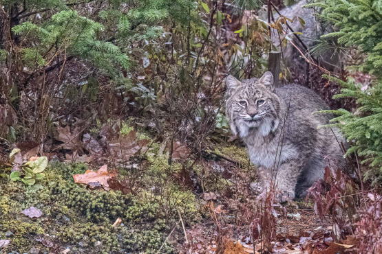 Bobcat