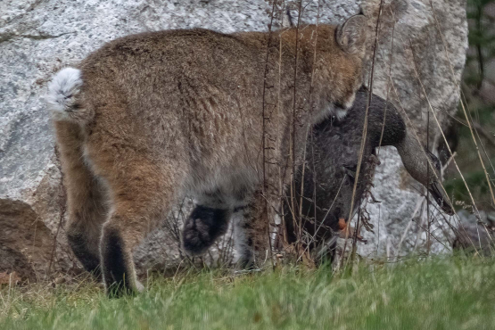 Bobcat