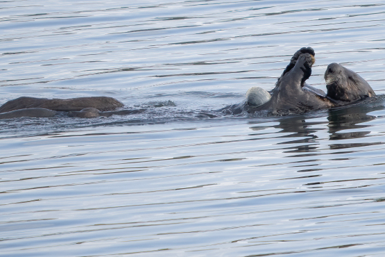 Sea Otter