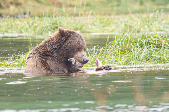 Coastal Brown Bear