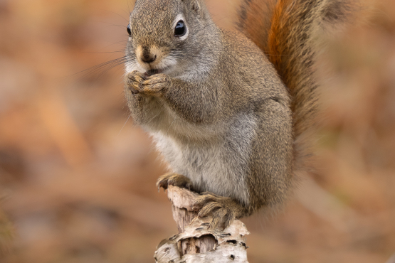 Red Squirrel