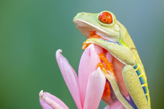 Red-eyed Treefrog