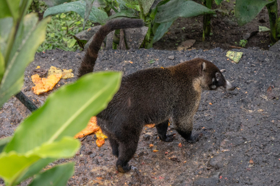Coati