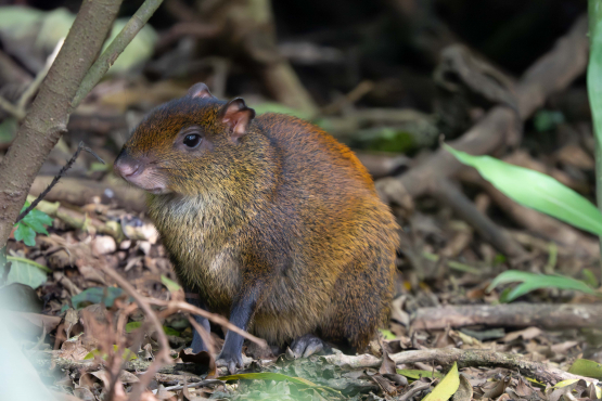 Agouti